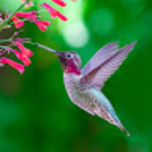 Meet your Posher, Lee